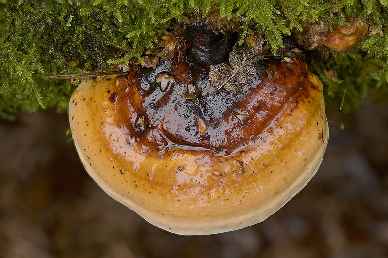 Fomitopsis pinicola